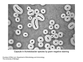 2. Anatomy and Physiology of Prokaryotic Cells.ppt