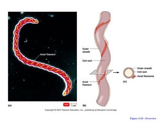 2. Anatomy and Physiology of Prokaryotic Cells.ppt