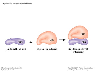 2. Anatomy and Physiology of Prokaryotic Cells.ppt