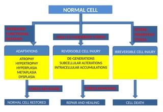 2. Cell injury and cellular adaptations.pptx