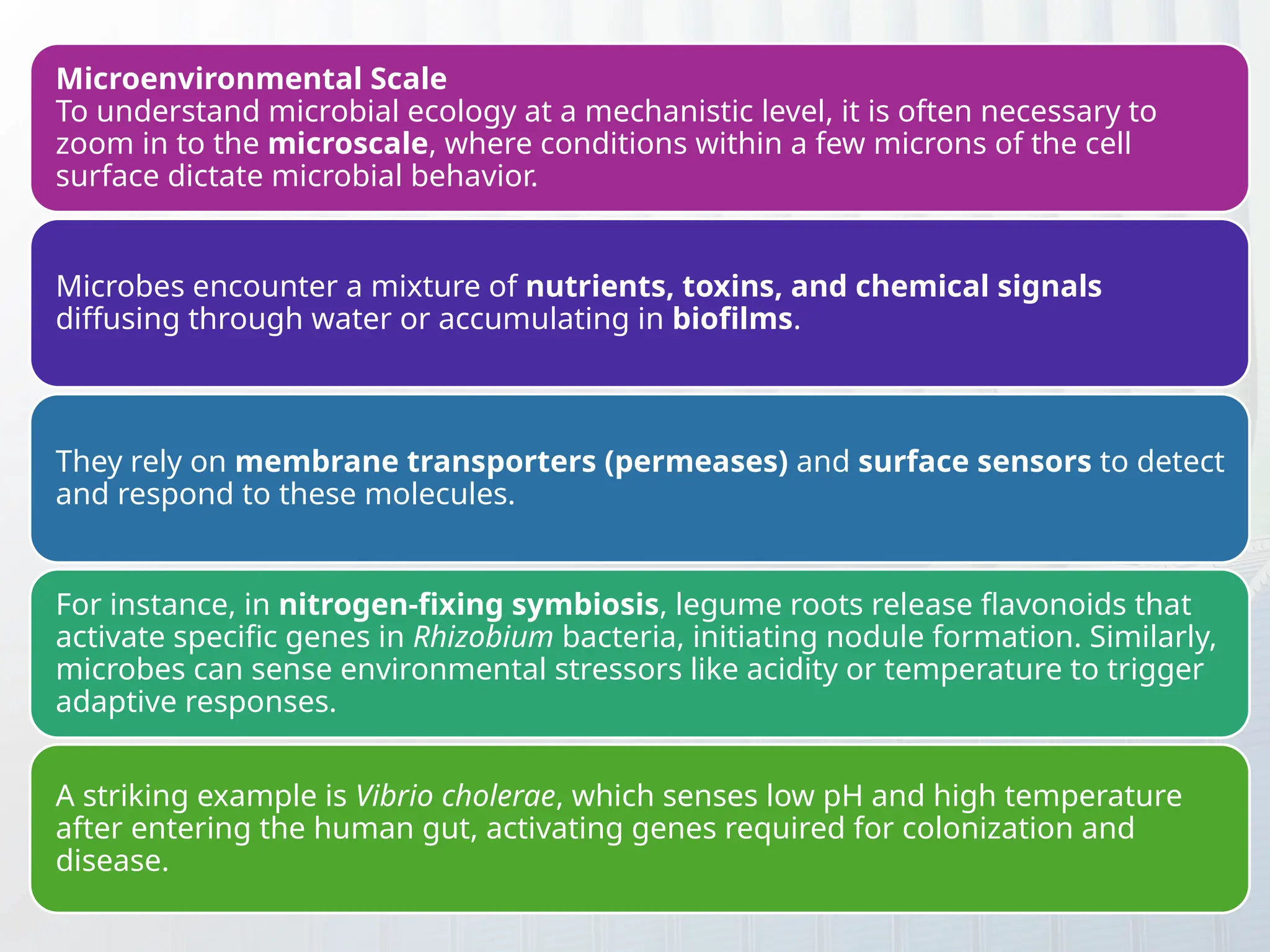 Microenvironmental Scale
To understand microbial ecology at a mechanistic level, it is often necessary to
zoom in to the microscale, where conditions within a few microns of the cell
surface dictate microbial behavior.
Microbes encounter a mixture of nutrients, toxins, and chemical signals
diffusing through water or accumulating in biofilms.
They rely on membrane transporters (permeases) and surface sensors to detect
and respond to these molecules.
For instance, in nitrogen-fixing symbiosis, legume roots release flavonoids that
activate specific genes in Rhizobium bacteria, initiating nodule formation. Similarly,
microbes can sense environmental stressors like acidity or temperature to trigger
adaptive responses.
A striking example is Vibrio cholerae, which senses low pH and high temperature
after entering the human gut, activating genes required for colonization and
disease.
 