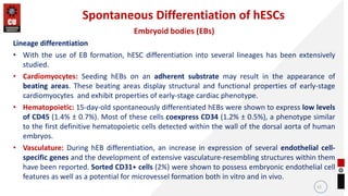 Subcloning, Spontaneous and controlled differentiation of hESCs.pdf