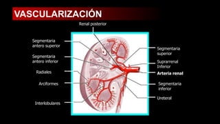 2. Aparato urinario ANATOMIA Y FISIOLOGIA HUMANA | PDF