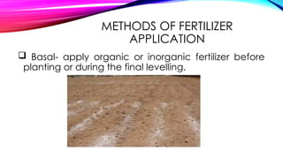 2.3 procedures for fertilization, planting seedlingspptx | PPTX