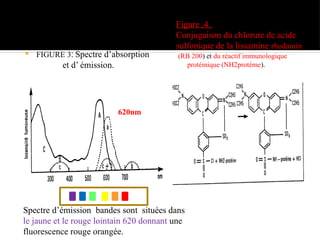  FIGURE 3: Spectre d’absorption
et d’ émission.
Figure .4.
Conjugaison du chlorure de acide
sulfonique de la lissamine rhodamin
(RB 200) et du réactif immunologique
protéinique (NH2protéme).
Spectre d’émission bandes sont situées dans
le jaune et le rouge lointain 620 donnant une
fluorescence rouge orangée.
490nm (filtre interférentiels)
520nm
620nm
 