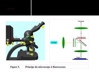3 . Microscope équipé pour la fluorescence:
Figure 5. Principe du microscope à fluorescence
 