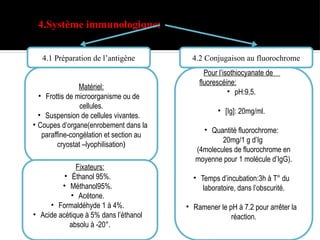 4.Système immunologique:
Matériel:
• Frottis de microorganisme ou de
cellules.
• Suspension de cellules vivantes.
• Coupes d’organe(enrobement dans la
paraffine-congélation et section au
cryostat –lyophilisation)
Fixateurs:
• Éthanol 95%.
• Méthanol95%.
• Acétone.
• Formaldéhyde 1 à 4%.
• Acide acétique à 5% dans l’éthanol
absolu à -20°.
4.1 Préparation de l’antigène
Pour l’isothiocyanate de
fluorescéine:
• pH:9,5.
• [Ig]: 20mg/ml.
• Quantité fluorochrome:
20mg/1 g d’Ig
(4molecules de fluorochrome en
moyenne pour 1 molécule d’IgG).
• Temps d’incubation:3h à T° du
laboratoire, dans l’obscurité.
• Ramener le pH à 7.2 pour arrêter la
réaction.
4.2 Conjugaison au fluorochrome
 