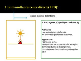 1.Immunofluorescence directe( IFD):
Mise en évidence de l’antigène
• Marquage des AC spécifiques de chaque Ag
.
Avantages:
•une seule réaction est effectuée.
• le contrôle de spécificité est plus simple.
Applications :
•Identifier un germe.
•Analyser dans une biopsie tissulaire les dépôts
d’immunoglobulines et de complément.
•Le phénotypage des populations lymphocytaires
Bet T.
 