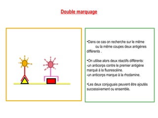 •Dans ce cas on recherche sur le même
frottis ou la même coupes deux antigènes
différents .
•On utilise alors deux réactifs différents:
-un anticorps contre le premier antigène
marqué à la fluorescéine.
-un anticorps marque à la rhodamine.
•Les deux conjuguais peuvent être ajoutés
successivement ou ensemble.
Double marquage
 