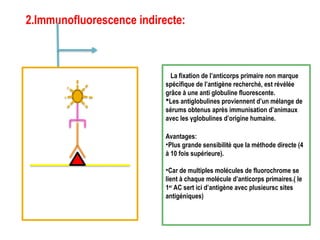 2.Immunofluorescence indirecte:
 La fixation de l’anticorps primaire non marque
spécifique de l’antigène recherché, est révélée
grâce à une anti globuline fluorescente.
Les antiglobulines proviennent d’un mélange de
sérums obtenus après immunisation d’animaux
avec les γglobulines d’origine humaine.
Avantages:
•Plus grande sensibilité que la méthode directe (4
à 10 fois supérieure).
•Car de multiples molécules de fluorochrome se
lient à chaque molécule d’anticorps primaires.( le
1er
AC sert ici d’antigène avec plusieursc sites
antigéniques)
 