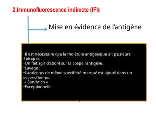 Mise en évidence de l’antigène
Mise en évidence de
l’anticorps dans les tissus
2.Immunofluorescence indirecte (IFI):
Mise en évidence de
l’anticorps dans le sérum
•Il est nécessaire que la molécule antigénique ait plusieurs
épitopes.
•On fait agir d’abord sur la coupe l’antigène.
•Lavage .
•L’anticorps de même spécificité marqué est ajouté dans un
second temps.
« Sandwich »
•Exceptionnelle.
 