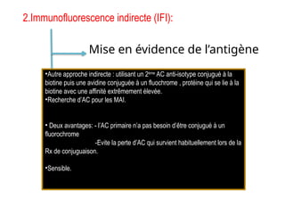 Mise en évidence de l’antigène
Mise en évidence de
l’anticorps dans les tissus
2.Immunofluorescence indirecte (IFI):
Mise en évidence de
l’anticorps dans le sérum
•Autre approche indirecte : utilisant un 2ème
AC anti-isotype conjugué à la
biotine puis une avidine conjuguée à un fluochrome , protéine qui se lie à la
biotine avec une affinité extrêmement élevée.
•Recherche d’AC pour les MAI.
• Deux avantages: - l’AC primaire n’a pas besoin d’être conjugué à un
fluorochrome
-Evite la perte d’AC qui survient habituellement lors de la
Rx de conjuguaison.
•Sensible.
 