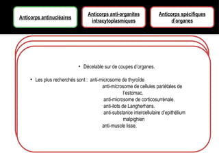 Anticorps antinucléaires
Anticorps anti-organites
intracytoplasmiques
Anticorps spécifiques
d’organes
Divers substrats peuvent être utilisés en raison de la non-spécificité d’organe
et d’éspece de la pluparts des anticorps anti-nucléaire,mais on se limite à:
• Cellules HEp2 cultivée sur lame.
• Trypanosomidés(Crithidia luciliae) pour détecter les anti-ADN double brin sur le
kinetoplaste.
Des anticorps anti-mitochondrie, anti-muscle lisse, anti-microsome de foie et
de rein sont simultanément décelable si on teste le sérum sur des coupes d’un bloc
associant foie, rein, et estomac de rat ou de souris.
L’aspect de la fluorecsence permet de reconnaitre divers types d’anticorps,
chacun particulier d’une maladie hépatique différente.
Les anticorps anti-muscle lisse peuvent être caractérisés comme anti-
cytosquelette sur des fibroblastes ou des cellules HEp2 cultivées en présence de
colchicine.
• Décelable sur de coupes d’organes.
• Les plus recherchés sont : anti-microsome de thyroïde
anti-microsome de cellules pariétales de
l’estomac.
anti-microsome de corticosurrénale.
anti-ilots de Langherhans.
anti-substance intercellulaire d’epithélium
malpighien
anti-muscle lisse.
 