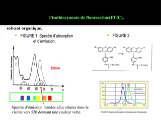 En pratique on utilise l’isothiocyanate de fluorescéine(FTIC),possédant
une solubilité suffisante dans l’eau pour permettre la conjugaison sans
solvant organique.
 FIGURE 1: Spectre d’absorption
et d’emission.
 FIGURE 2
Spectre d’émission bandes a,b,c situées dans le
visible vers 520 donnant une couleur verte.
490nm (filtre interférentiels)
520nm
 