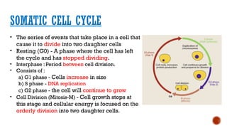 Somatic Cell Graph STRUCTURE AND FUNCTION OF CELL PART 2.pptx
