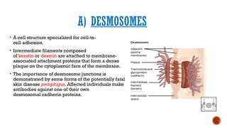 Desmosomes Example STRUCTURE AND FUNCTION OF CELL PART 2.pptx