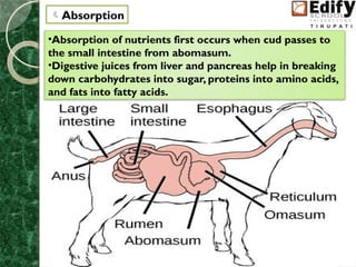 Nutrition in animals cbse class seven science | PPTX