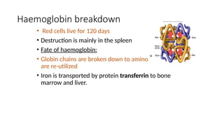 2.RBC and Hemoglobin.pptx123456700000001 | PPTX