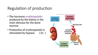 Stimulus For Rbc Production 2.RBC and Hemoglobin.pptx123456700000001 | PPTX