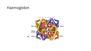 2.RBC and Hemoglobin.pptx123456700000001 | PPTX