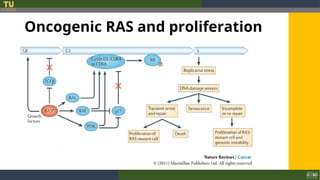 Sharing Ras 2. RAS and carcinogenesis.ppt............. | PPT