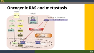9 Ras Face 2. RAS and carcinogenesis.ppt............. | PPT