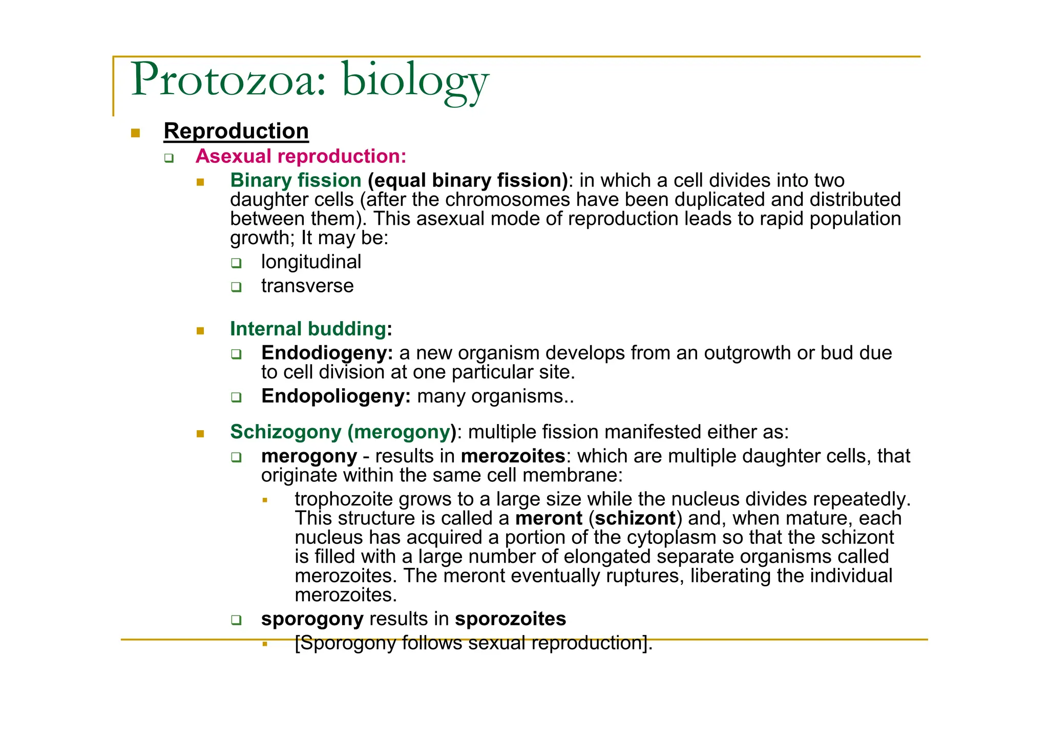 Reproduction
Asexual reproduction:
Binary fission (equal binary fission): in which a cell divides into two
daughter cells (after the chromosomes have been duplicated and distributed
between them). This asexual mode of reproduction leads to rapid population
growth; It may be:
longitudinal
transverse
Internal budding:
Endodiogeny: a new organism develops from an outgrowth or bud due
to cell division at one particular site.
Endopoliogeny: many organisms..
Schizogony (merogony): multiple fission manifested either as:
merogony - results in merozoites: which are multiple daughter cells, that
originate within the same cell membrane:
trophozoite grows to a large size while the nucleus divides repeatedly.
This structure is called a meront (schizont) and, when mature, each
nucleus has acquired a portion of the cytoplasm so that the schizont
is filled with a large number of elongated separate organisms called
merozoites. The meront eventually ruptures, liberating the individual
merozoites.
sporogony results in sporozoites
[Sporogony follows sexual reproduction].
Protozoa: biology
 