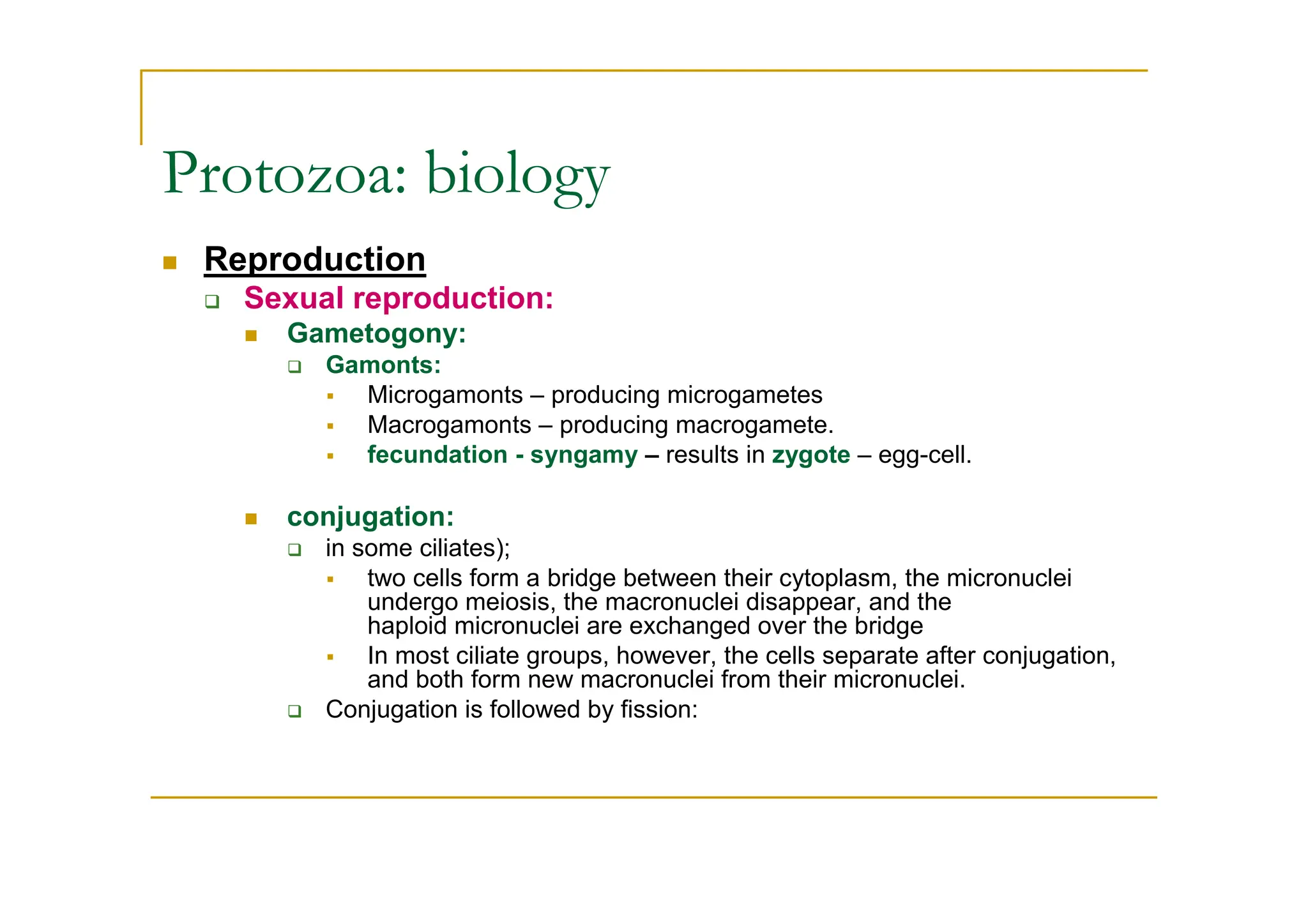 Reproduction
Sexual reproduction:
Gametogony:
Gamonts:
Microgamonts – producing microgametes
Macrogamonts – producing macrogamete.
fecundation - syngamy – results in zygote – egg-cell.
conjugation:
in some ciliates);
two cells form a bridge between their cytoplasm, the micronuclei
undergo meiosis, the macronuclei disappear, and the
haploid micronuclei are exchanged over the bridge
In most ciliate groups, however, the cells separate after conjugation,
and both form new macronuclei from their micronuclei.
Conjugation is followed by fission:
Protozoa: biology
 
