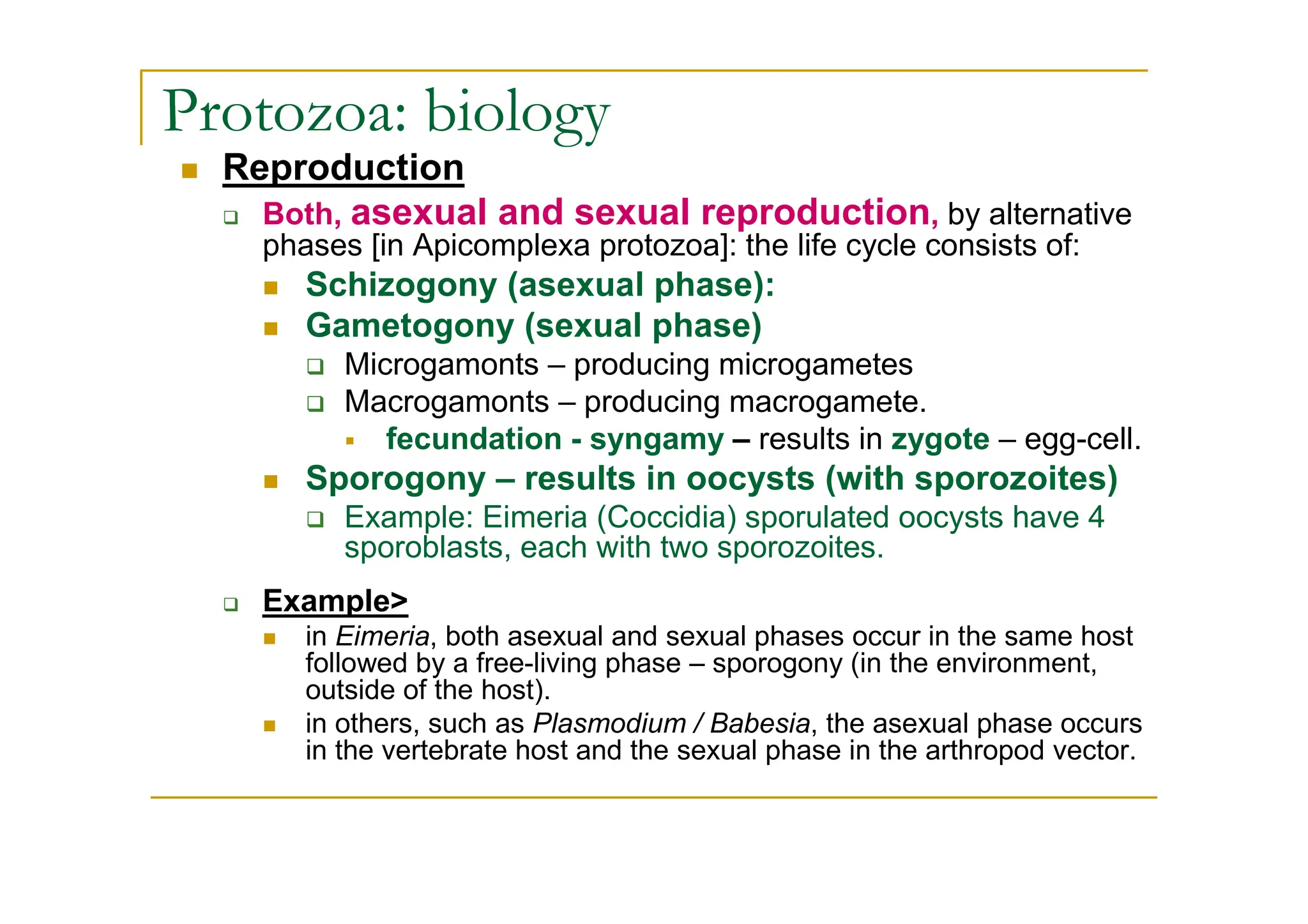 Reproduction
Both, asexual and sexual reproduction, by alternative
phases [in Apicomplexa protozoa]: the life cycle consists of:
Schizogony (asexual phase):
Gametogony (sexual phase)
Microgamonts – producing microgametes
Macrogamonts – producing macrogamete.
fecundation - syngamy – results in zygote – egg-cell.
Sporogony – results in oocysts (with sporozoites)
Example: Eimeria (Coccidia) sporulated oocysts have 4
sporoblasts, each with two sporozoites.
Example>
in Eimeria, both asexual and sexual phases occur in the same host
followed by a free-living phase – sporogony (in the environment,
outside of the host).
in others, such as Plasmodium / Babesia, the asexual phase occurs
in the vertebrate host and the sexual phase in the arthropod vector.
Protozoa: biology
 