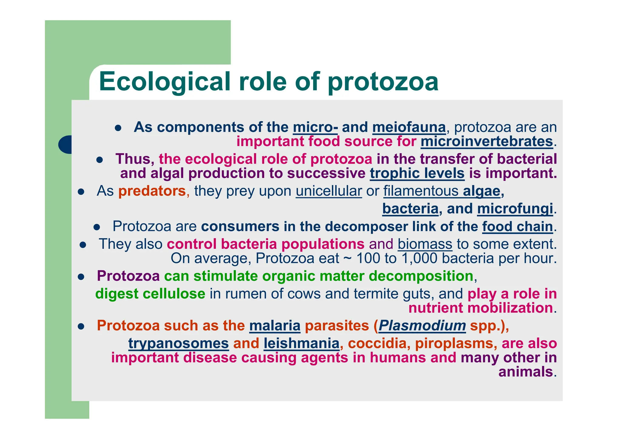 As components of the micro- and meiofauna, protozoa are an
important food source for microinvertebrates.
Thus, the ecological role of protozoa in the transfer of bacterial
and algal production to successive trophic levels is important.
As predators, they prey upon unicellular or filamentous algae,
bacteria, and microfungi.
Protozoa are consumers in the decomposer link of the food chain.
They also control bacteria populations and biomass to some extent.
On average, Protozoa eat ~ 100 to 1,000 bacteria per hour.
Protozoa can stimulate organic matter decomposition,
digest cellulose in rumen of cows and termite guts, and play a role in
nutrient mobilization.
Protozoa such as the malaria parasites (Plasmodium spp.),
trypanosomes and leishmania, coccidia, piroplasms, are also
important disease causing agents in humans and many other in
animals.
Ecological role of protozoa
 