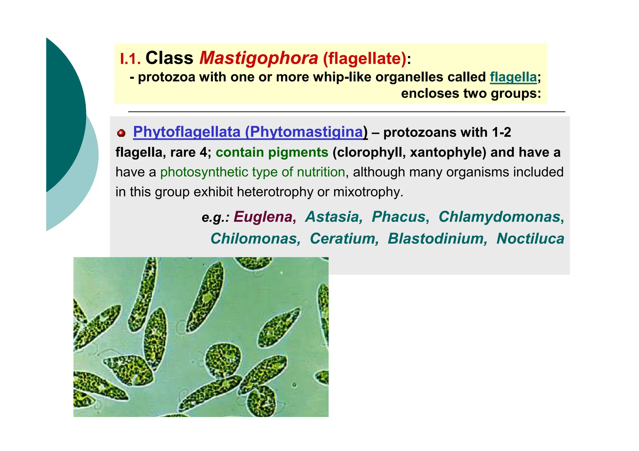 I.1. Class Mastigophora (flagellate):
- protozoa with one or more whip-like organelles called flagella;
encloses two groups:
Phytoflagellata (Phytomastigina) – protozoans with 1-2
flagella, rare 4; contain pigments (clorophyll, xantophyle) and have a
have a photosynthetic type of nutrition, although many organisms included
in this group exhibit heterotrophy or mixotrophy.
e.g.: Euglena, Astasia, Phacus, Chlamydomonas,
Chilomonas, Ceratium, Blastodinium, Noctiluca
 