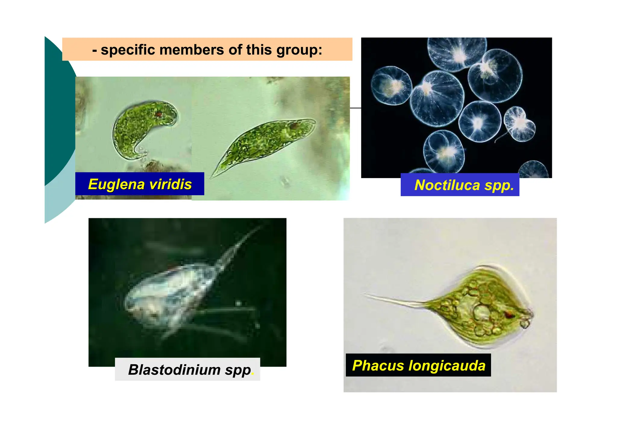 Euglena
Euglena viridis
viridis Noctiluca spp.
Blastodinium spp. Phacus longicauda
- specific members of this group:
 