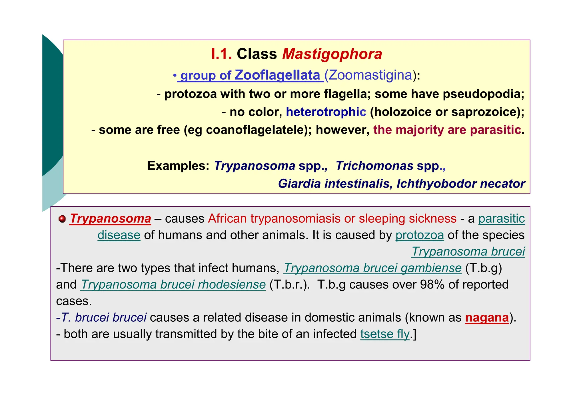 I.1. Class Mastigophora
• group of Zooflagellata (Zoomastigina):
- protozoa with two or more flagella; some have pseudopodia;
- no color, heterotrophic (holozoice or saprozoice);
- some are free (eg coanoflagelatele); however, the majority are parasitic.
Examples: Trypanosoma spp., Trichomonas spp.,
Giardia intestinalis, Ichthyobodor necator
Trypanosoma – causes African trypanosomiasis or sleeping sickness - a parasitic
disease of humans and other animals. It is caused by protozoa of the species
Trypanosoma brucei
-There are two types that infect humans, Trypanosoma brucei gambiense (T.b.g)
and Trypanosoma brucei rhodesiense (T.b.r.). T.b.g causes over 98% of reported
cases.
-T. brucei brucei causes a related disease in domestic animals (known as nagana).
- both are usually transmitted by the bite of an infected tsetse fly.]
 