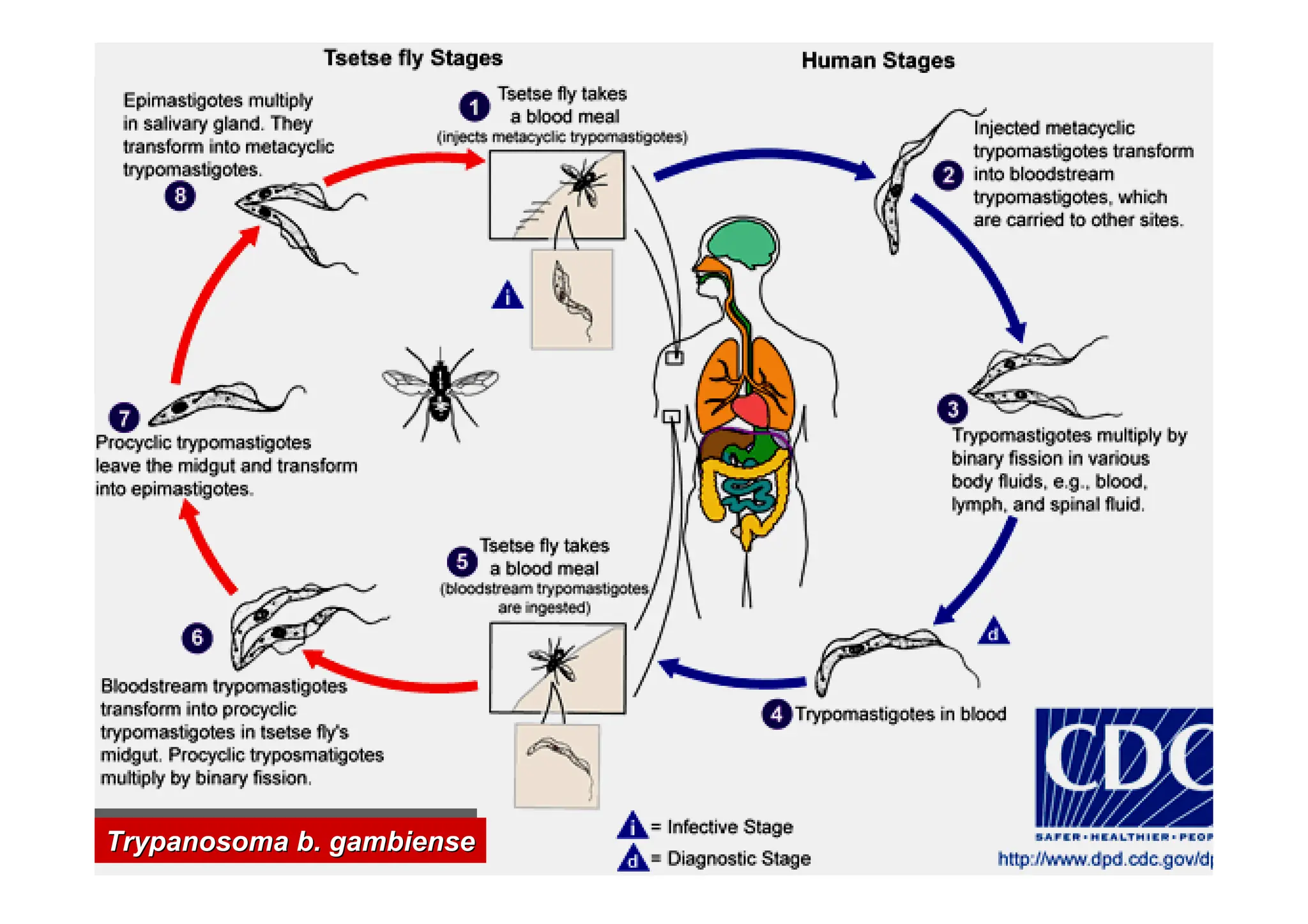 Trypanosoma b. gambiense
T
Trypanosoma
rypanosoma b.
b. gambiense
gambiense
 