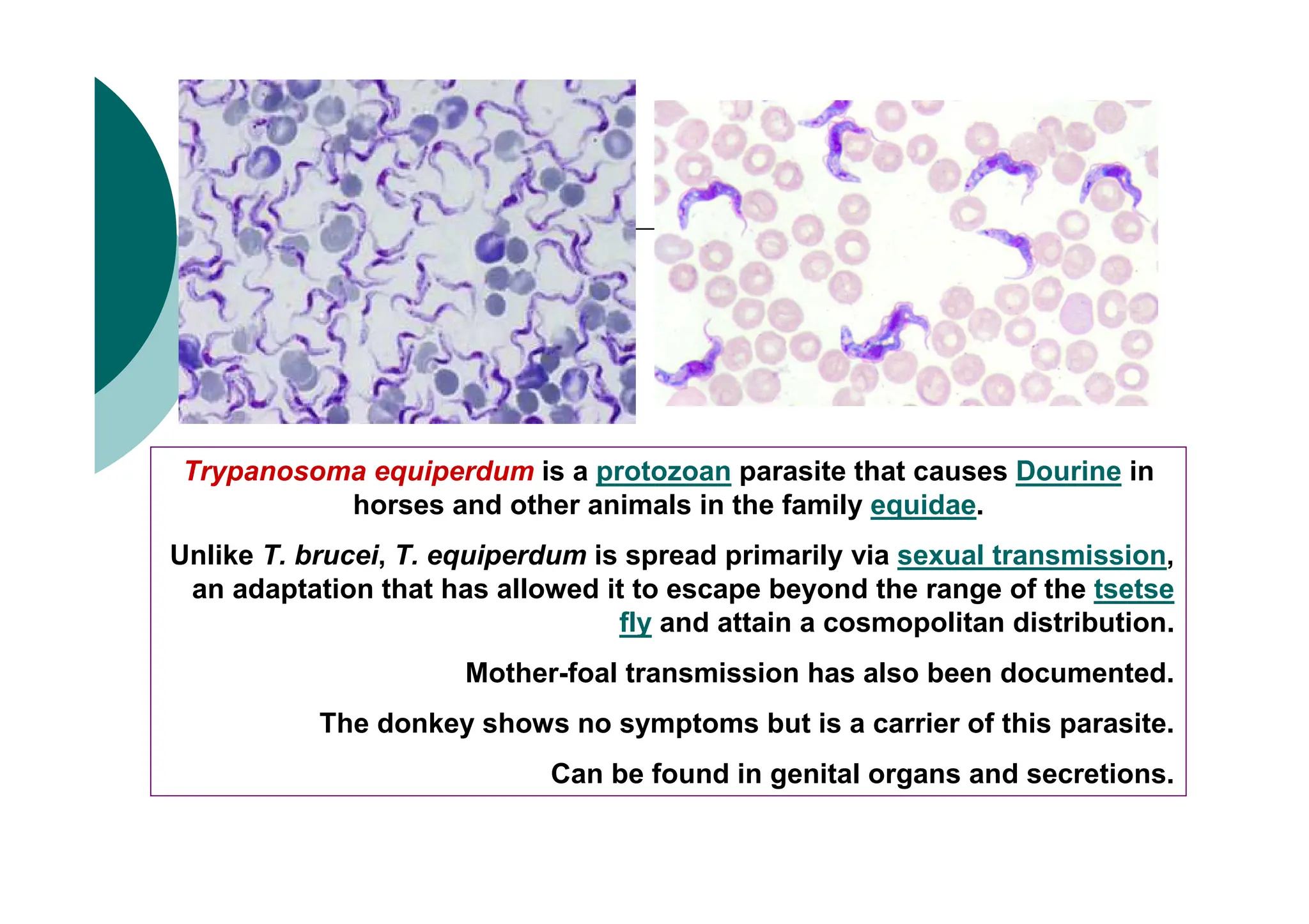 Τrypanosoma equiperdum is a protozoan parasite that causes Dourine in
horses and other animals in the family equidae.
Unlike T. brucei, T. equiperdum is spread primarily via sexual transmission,
an adaptation that has allowed it to escape beyond the range of the tsetse
fly and attain a cosmopolitan distribution.
Mother-foal transmission has also been documented.
Τhe donkey shows no symptoms but is a carrier of this parasite.
Can be found in genital organs and secretions.
 