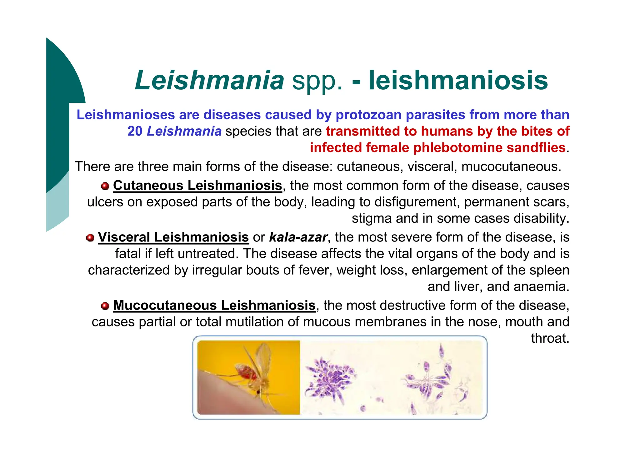 Leishmania spp. - leishmaniosis
Leishmanioses are diseases caused by protozoan parasites from more than
20 Leishmania species that are transmitted to humans by the bites of
infected female phlebotomine sandflies.
There are three main forms of the disease: cutaneous, visceral, mucocutaneous.
Cutaneous Leishmaniosis, the most common form of the disease, causes
ulcers on exposed parts of the body, leading to disfigurement, permanent scars,
stigma and in some cases disability.
Visceral Leishmaniosis or kala-azar, the most severe form of the disease, is
fatal if left untreated. The disease affects the vital organs of the body and is
characterized by irregular bouts of fever, weight loss, enlargement of the spleen
and liver, and anaemia.
Mucocutaneous Leishmaniosis, the most destructive form of the disease,
causes partial or total mutilation of mucous membranes in the nose, mouth and
throat.
 