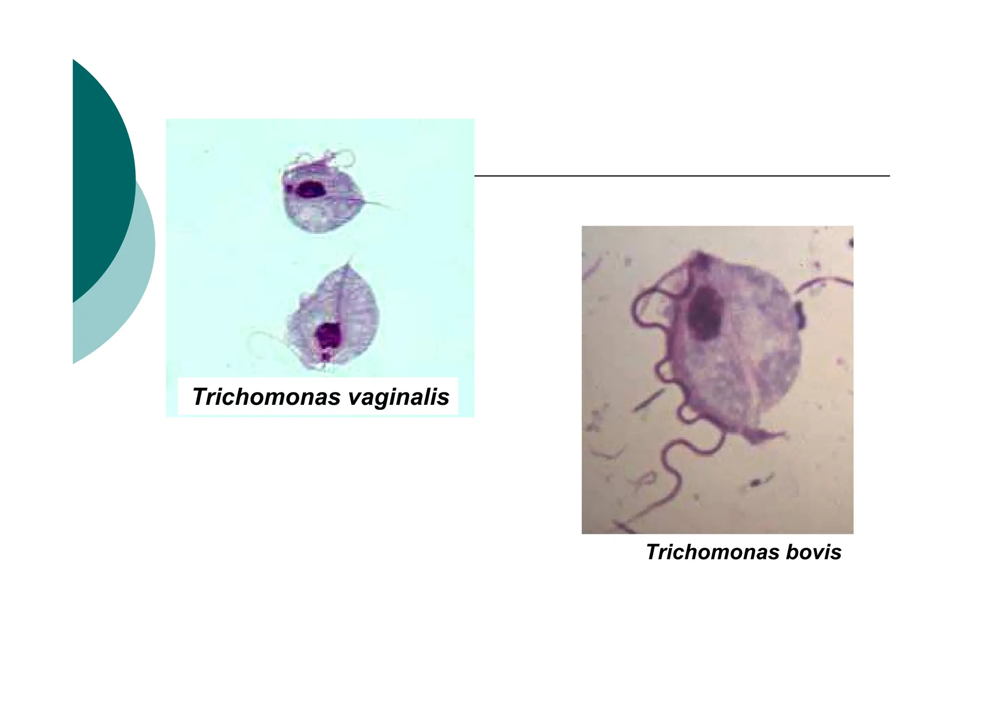 Trichomonas vaginalis
Trichomonas bovis
 