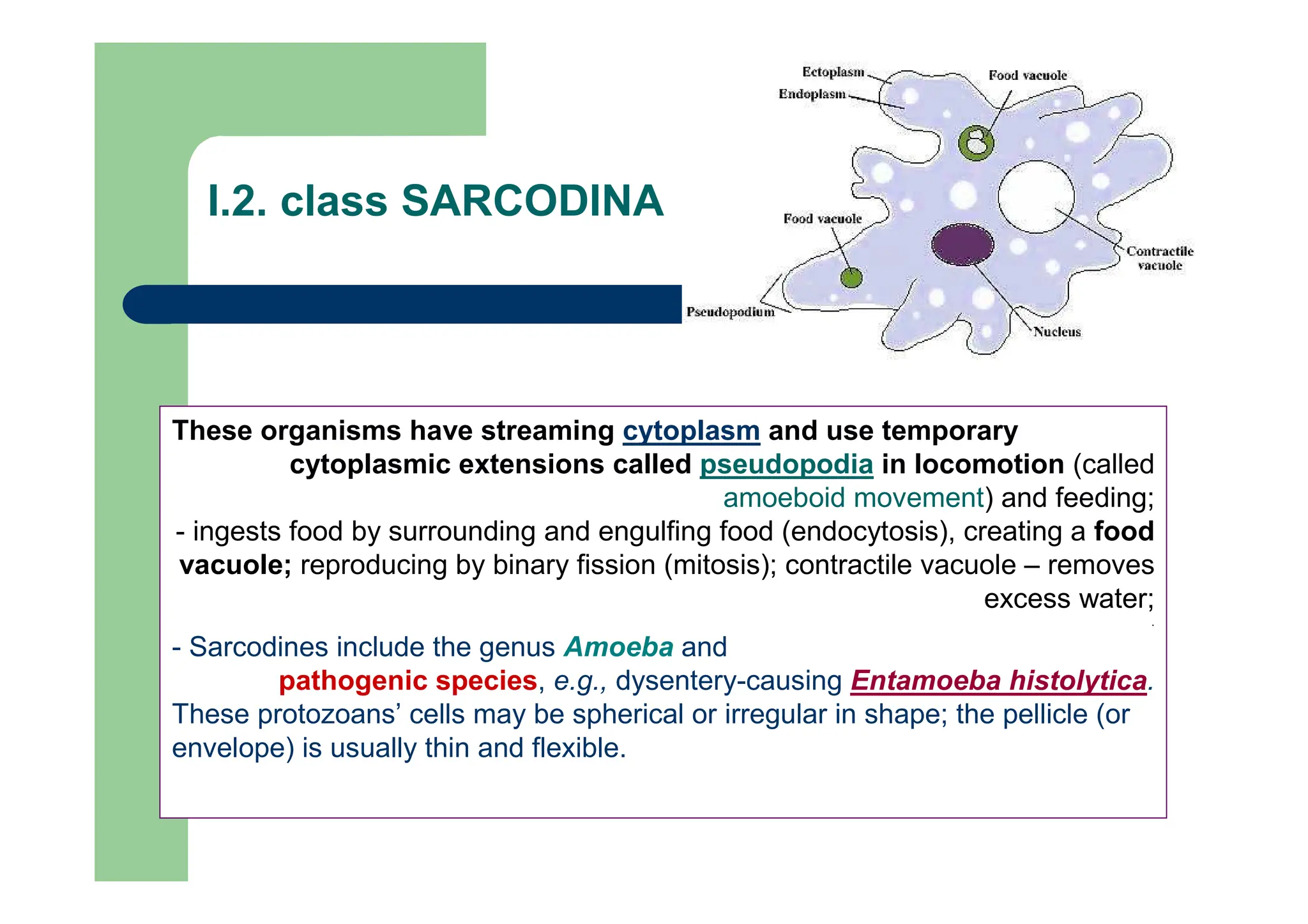 These organisms have streaming cytoplasm and use temporary
cytoplasmic extensions called pseudopodia in locomotion (called
amoeboid movement) and feeding;
- ingests food by surrounding and engulfing food (endocytosis), creating a food
vacuole; reproducing by binary fission (mitosis); contractile vacuole – removes
excess water;
.
- Sarcodines include the genus Amoeba and
pathogenic species, e.g., dysentery-causing Entamoeba histolytica.
These protozoans’ cells may be spherical or irregular in shape; the pellicle (or
envelope) is usually thin and flexible.
I.2. class SARCODINA
 