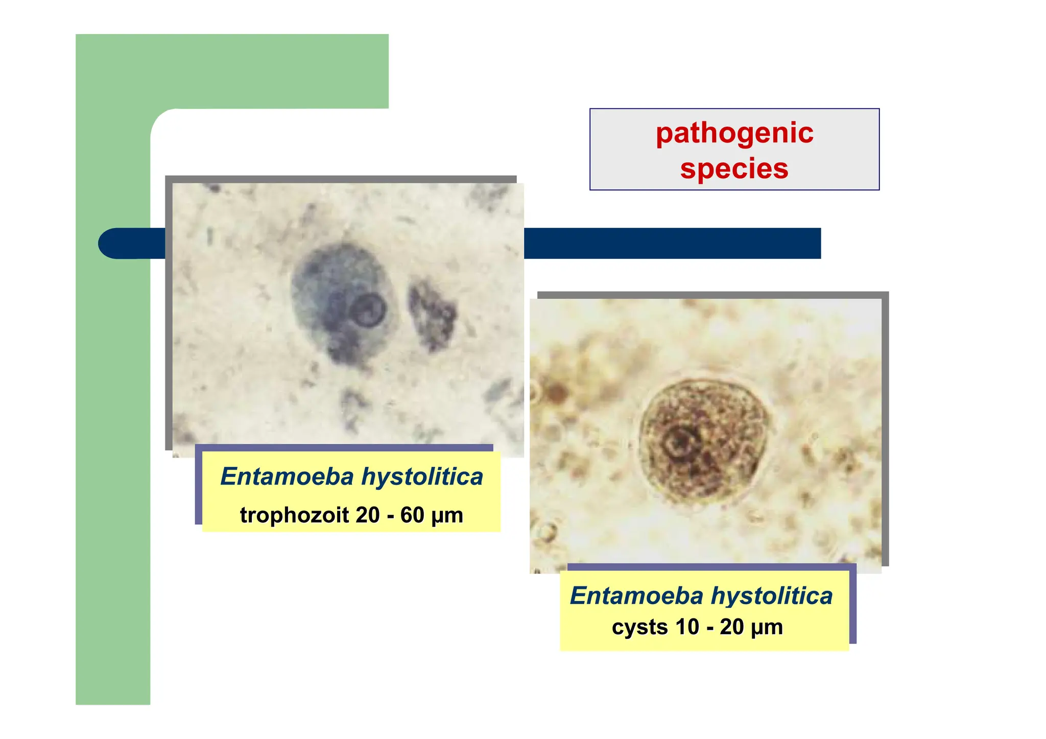 Entamoeba hystolitica
Entamoeba hystolitica
cysts 10
cysts 10 -
- 20
20 µ
µm
m
Entamoeba hystolitica
Entamoeba hystolitica
trophozoit
trophozoit 20
20 -
- 60
60 µ
µm
m
pathogenic
species
 