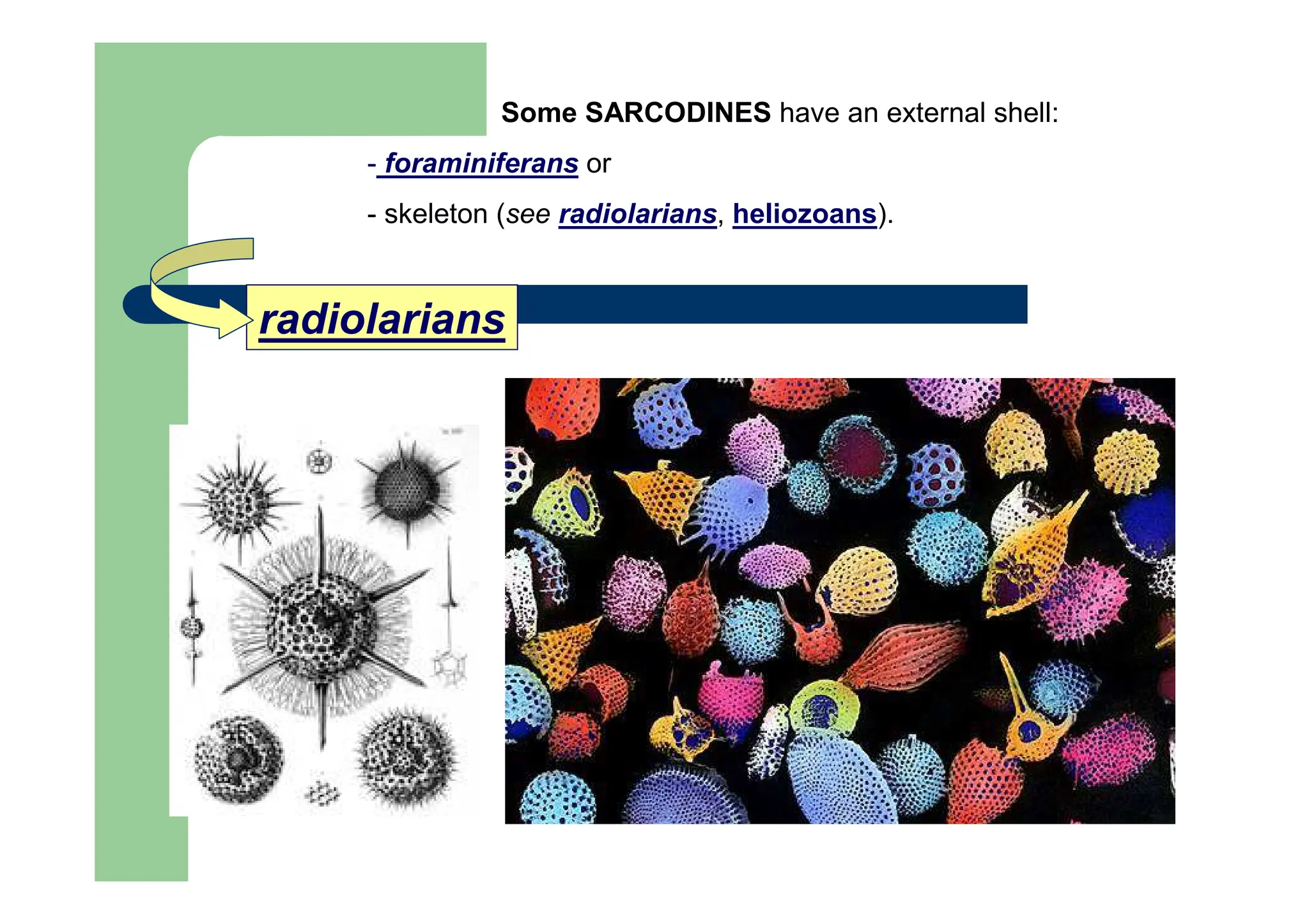 radiolarians
Some SARCODINES have an external shell:
- foraminiferans or
- skeleton (see radiolarians, heliozoans).
 