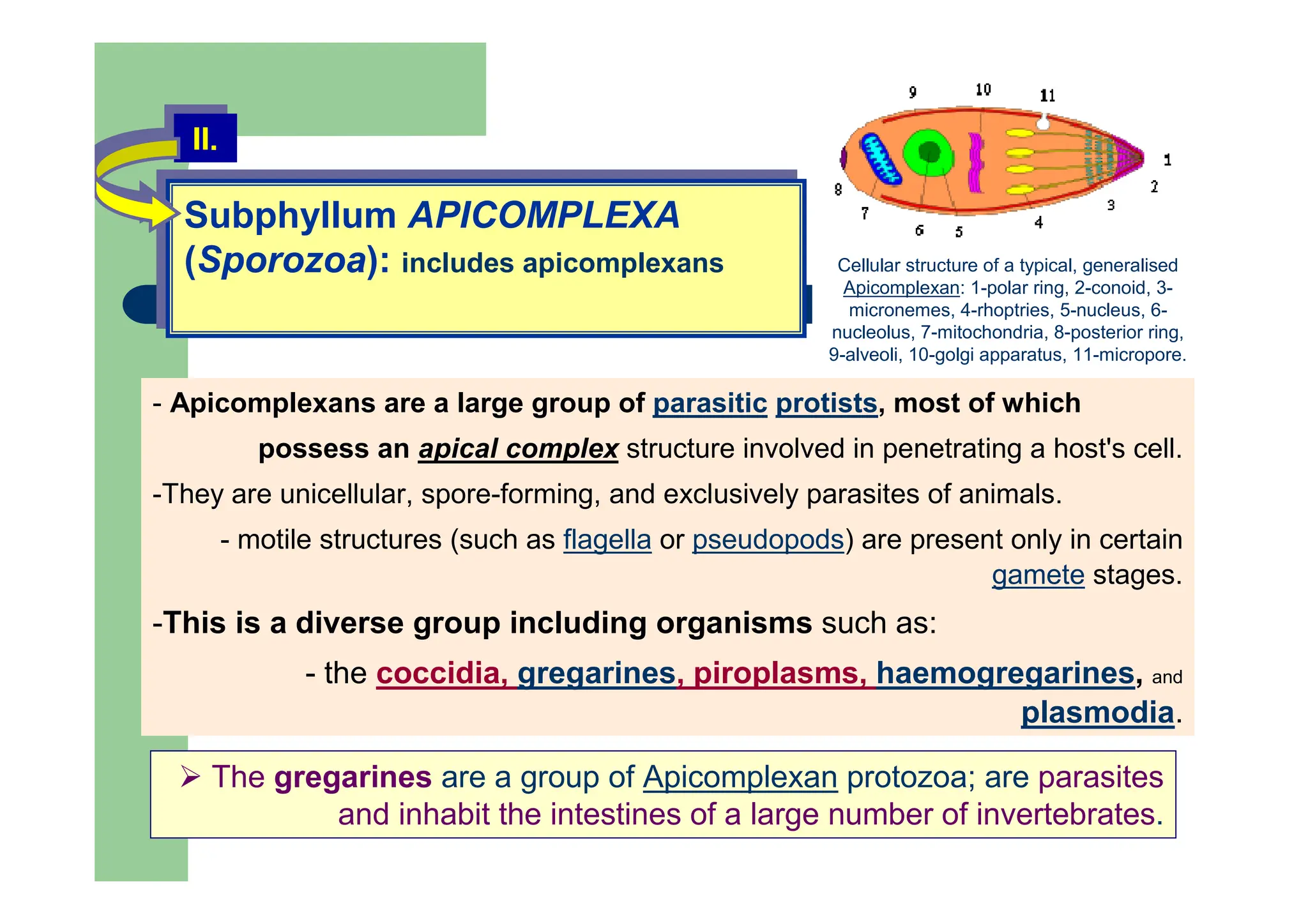 Subphyllum APICOMPLEXA
(Sporozoa): includes apicomplexans
Subphyllum APICOMPLEXA
(Sporozoa): includes apicomplexans
II.
II.
- Apicomplexans are a large group of parasitic protists, most of which
possess an apical complex structure involved in penetrating a host's cell.
-They are unicellular, spore-forming, and exclusively parasites of animals.
- motile structures (such as flagella or pseudopods) are present only in certain
gamete stages.
-This is a diverse group including organisms such as:
- the coccidia, gregarines, piroplasms, haemogregarines, and
plasmodia.
Cellular structure of a typical, generalised
Apicomplexan: 1-polar ring, 2-conoid, 3-
micronemes, 4-rhoptries, 5-nucleus, 6-
nucleolus, 7-mitochondria, 8-posterior ring,
9-alveoli, 10-golgi apparatus, 11-micropore.
The gregarines are a group of Apicomplexan protozoa; are parasites
and inhabit the intestines of a large number of invertebrates.
 