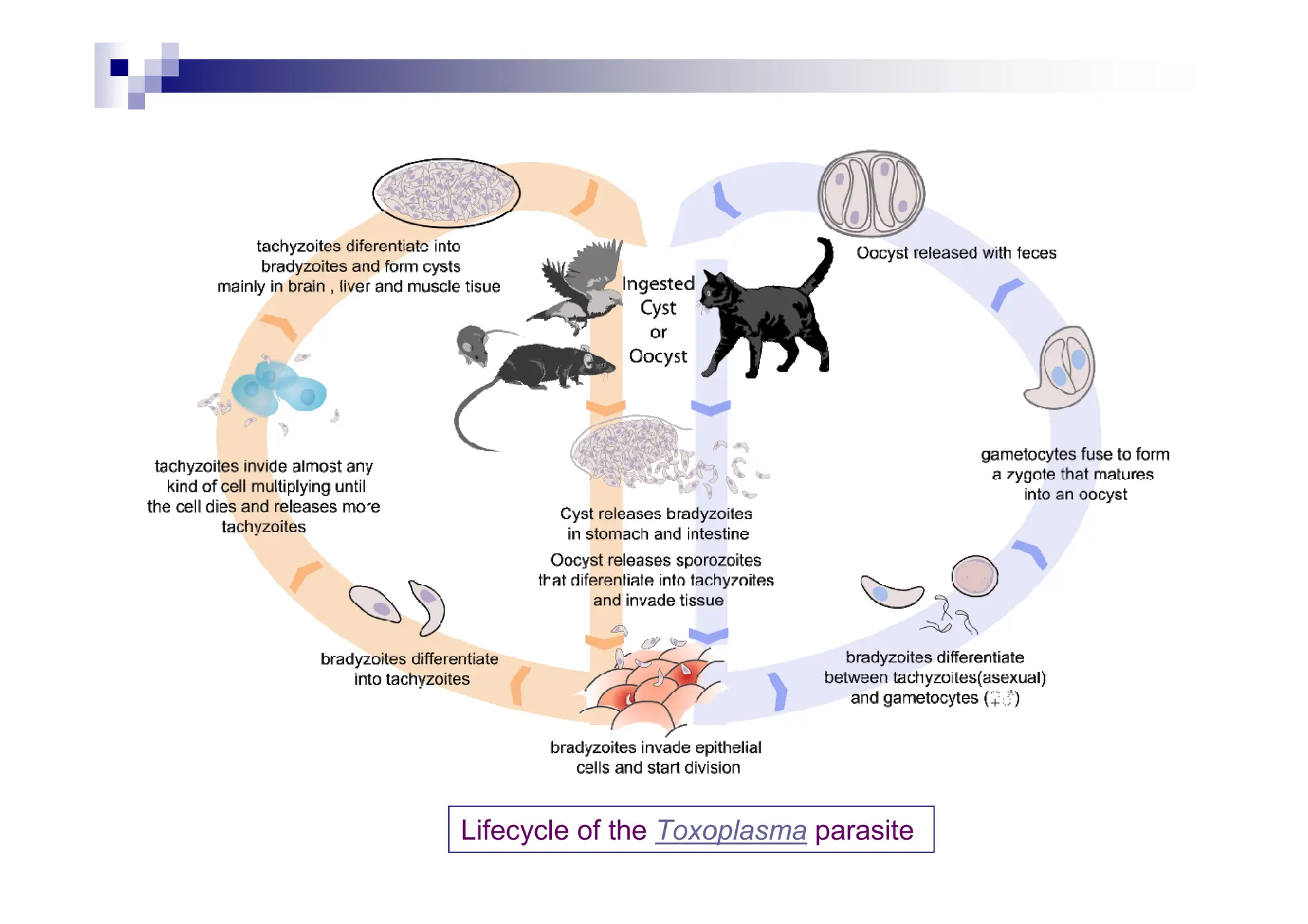 Lifecycle of the Toxoplasma parasite
 