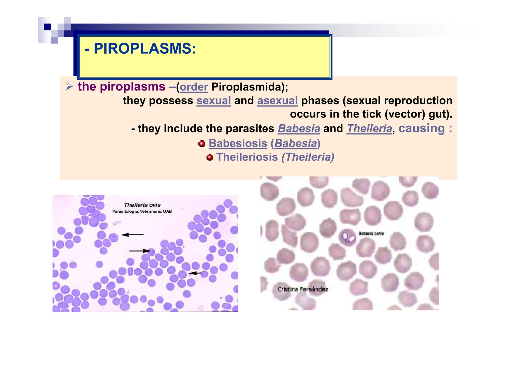 the piroplasms –(order Piroplasmida);
they possess sexual and asexual phases (sexual reproduction
occurs in the tick (vector) gut).
- they include the parasites Babesia and Theileria, causing :
Babesiosis (Babesia)
Theileriosis (Theileria)
- PIROPLASMS:
- PIROPLASMS:
 