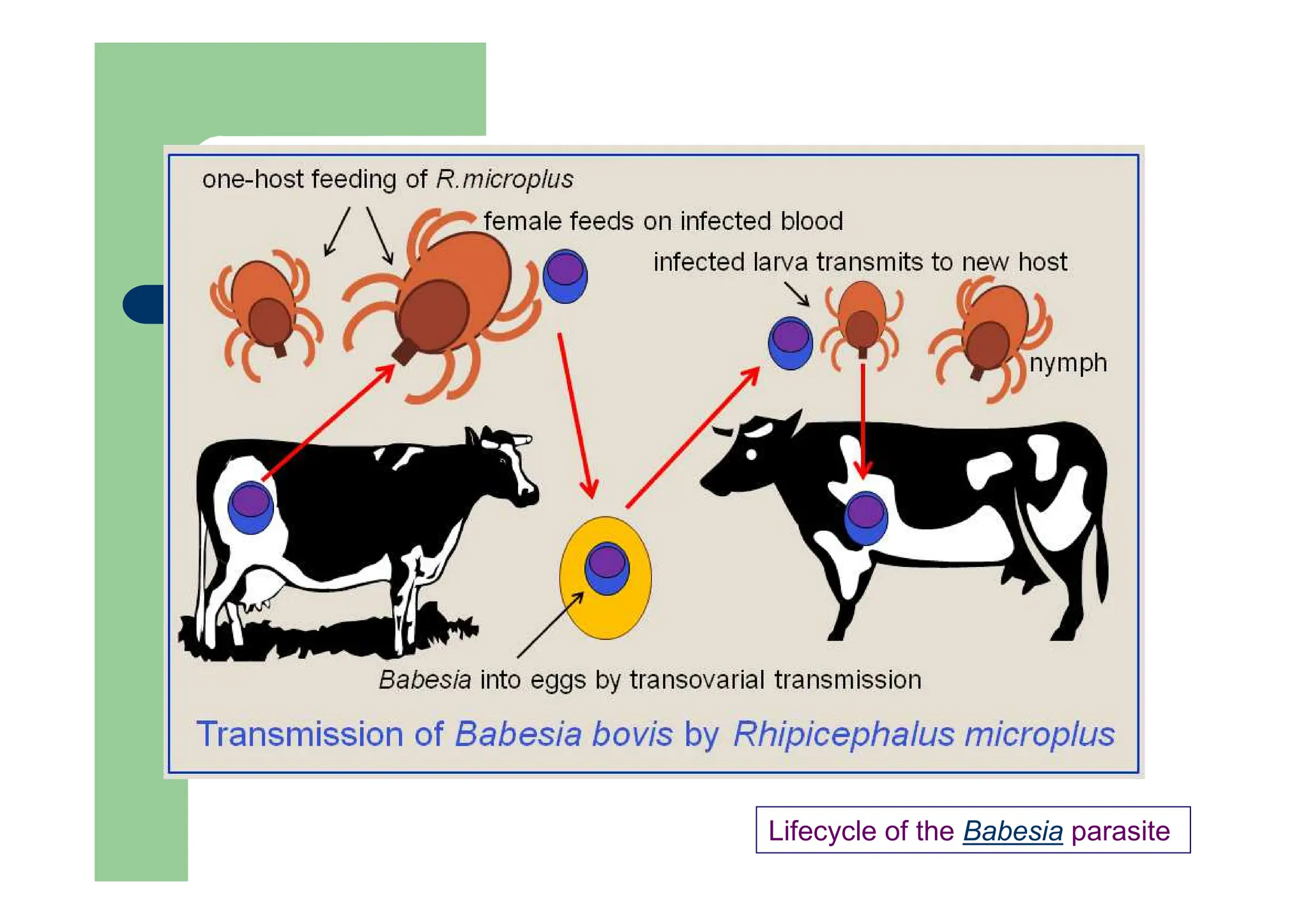 Lifecycle of the Babesia parasite
 