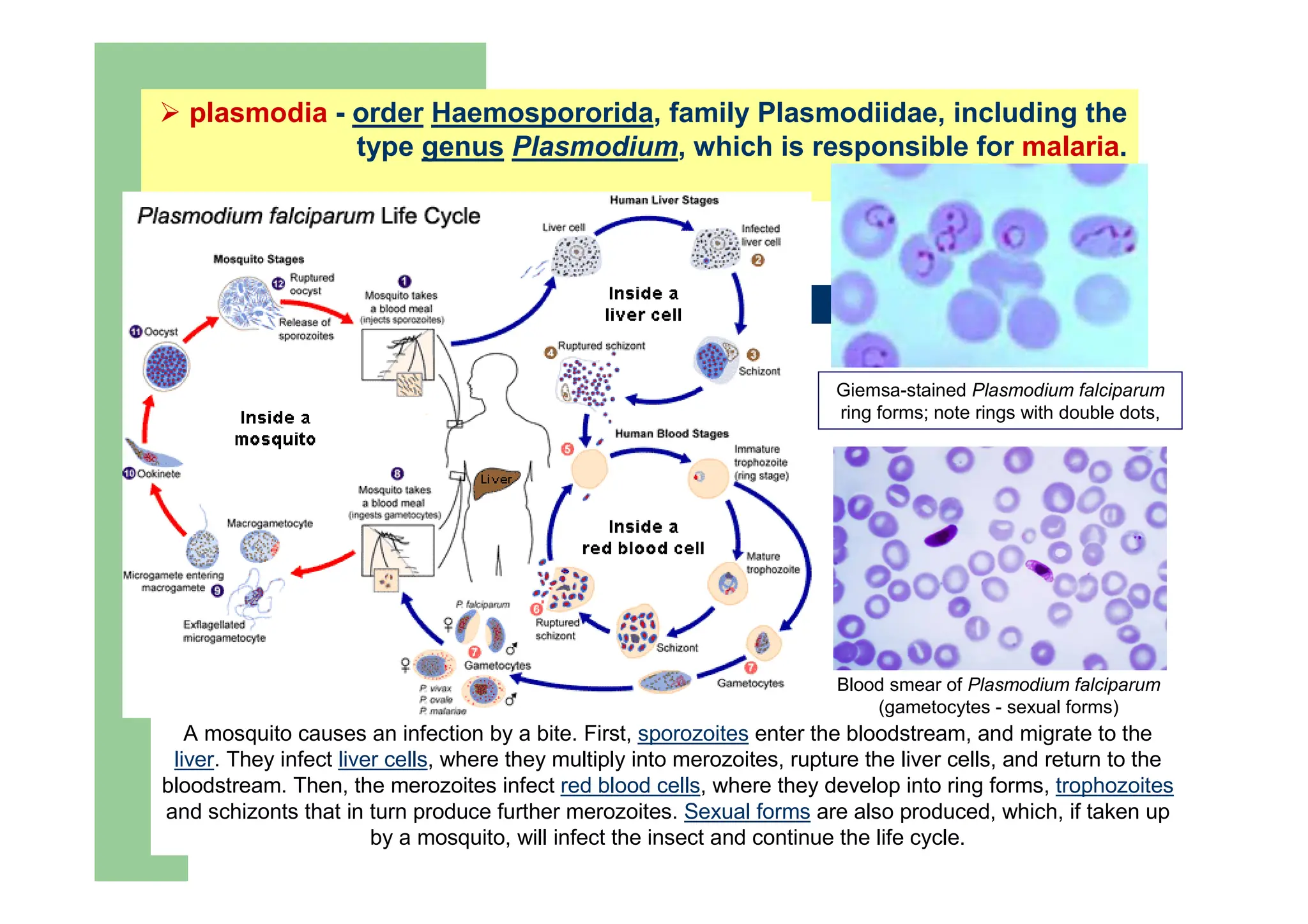 plasmodia - order Haemospororida, family Plasmodiidae, including the
type genus Plasmodium, which is responsible for malaria.
A mosquito causes an infection by a bite. First, sporozoites enter the bloodstream, and migrate to the
liver. They infect liver cells, where they multiply into merozoites, rupture the liver cells, and return to the
bloodstream. Then, the merozoites infect red blood cells, where they develop into ring forms, trophozoites
and schizonts that in turn produce further merozoites. Sexual forms are also produced, which, if taken up
by a mosquito, will infect the insect and continue the life cycle.
Blood smear of Plasmodium falciparum
(gametocytes - sexual forms)
Giemsa-stained Plasmodium falciparum
ring forms; note rings with double dots,
 