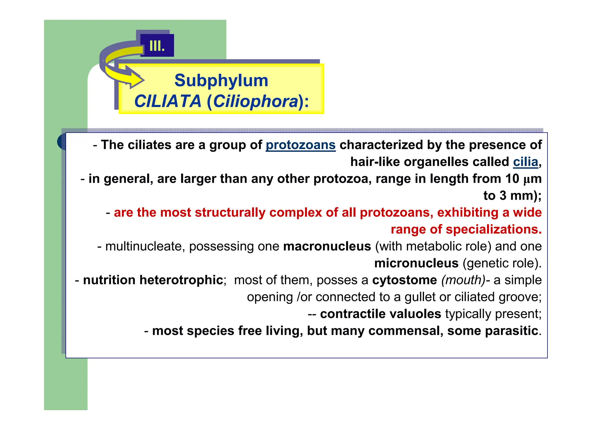 Subphylum
CILIATA (Ciliophora):
Subphylum
CILIATA (Ciliophora):
III.
III.
- The ciliates are a group of protozoans characterized by the presence of
hair-like organelles called cilia,
- in general, are larger than any other protozoa, range in length from 10 µm
to 3 mm);
- are the most structurally complex of all protozoans, exhibiting a wide
range of specializations.
- multinucleate, possessing one macronucleus (with metabolic role) and one
micronucleus (genetic role).
- nutrition heterotrophic; most of them, posses a cytostome (mouth)- a simple
opening /or connected to a gullet or ciliated groove;
-- contractile valuoles typically present;
- most species free living, but many commensal, some parasitic.
- The ciliates are a group of protozoans characterized by the presence of
hair-like organelles called cilia,
- in general, are larger than any other protozoa, range in length from 10 µm
to 3 mm);
- are the most structurally complex of all protozoans, exhibiting a wide
range of specializations.
- multinucleate, possessing one macronucleus (with metabolic role) and one
micronucleus (genetic role).
- nutrition heterotrophic; most of them, posses a cytostome (mouth)- a simple
opening /or connected to a gullet or ciliated groove;
-- contractile valuoles typically present;
- most species free living, but many commensal, some parasitic.
 