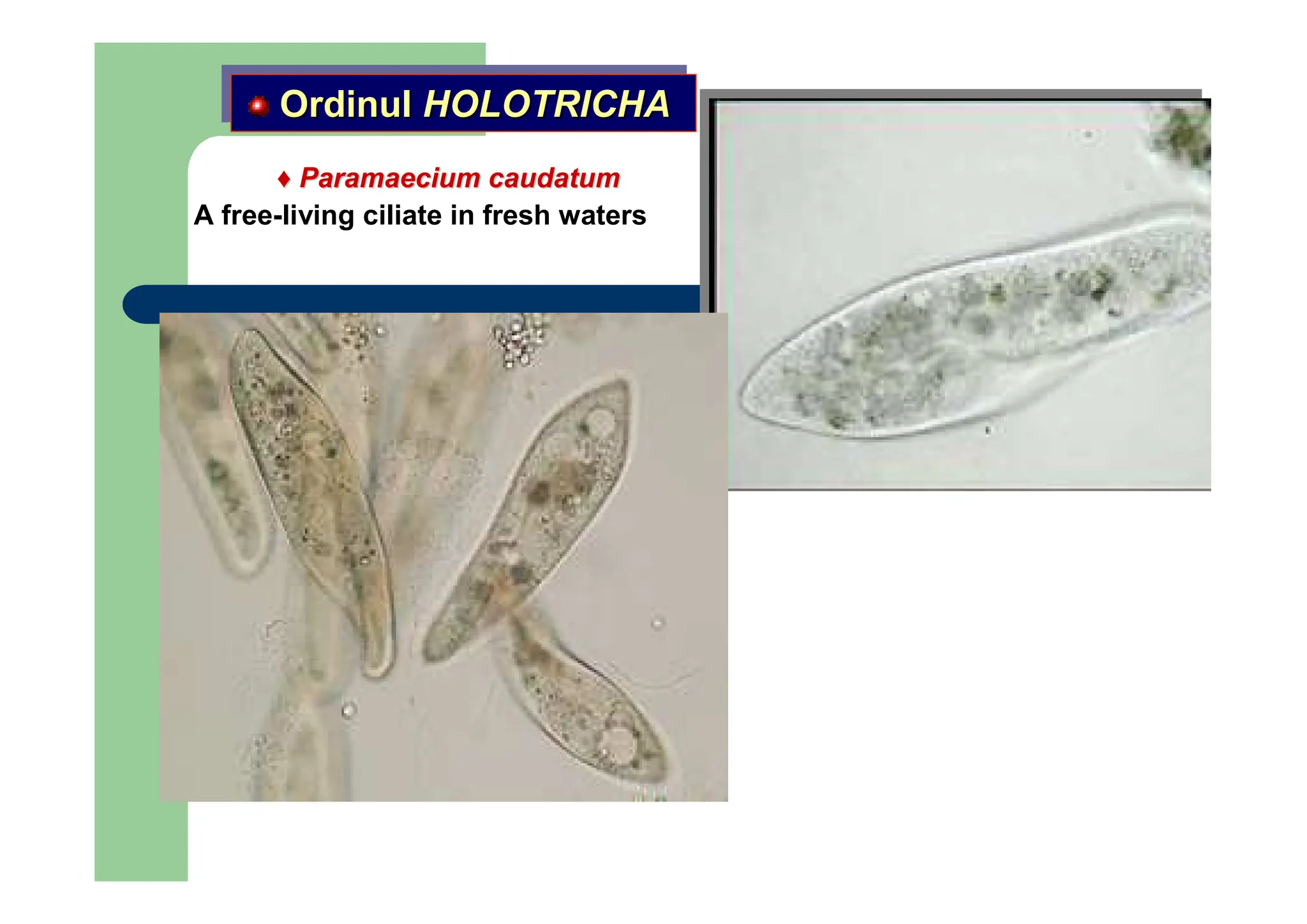 ♦
♦ Paramaecium caudatum
Paramaecium caudatum
Ordinul HOLOTRICHA
Ordinul
Ordinul HOL
HOLOTRICHA
OTRICHA
A free-living ciliate in fresh waters
 