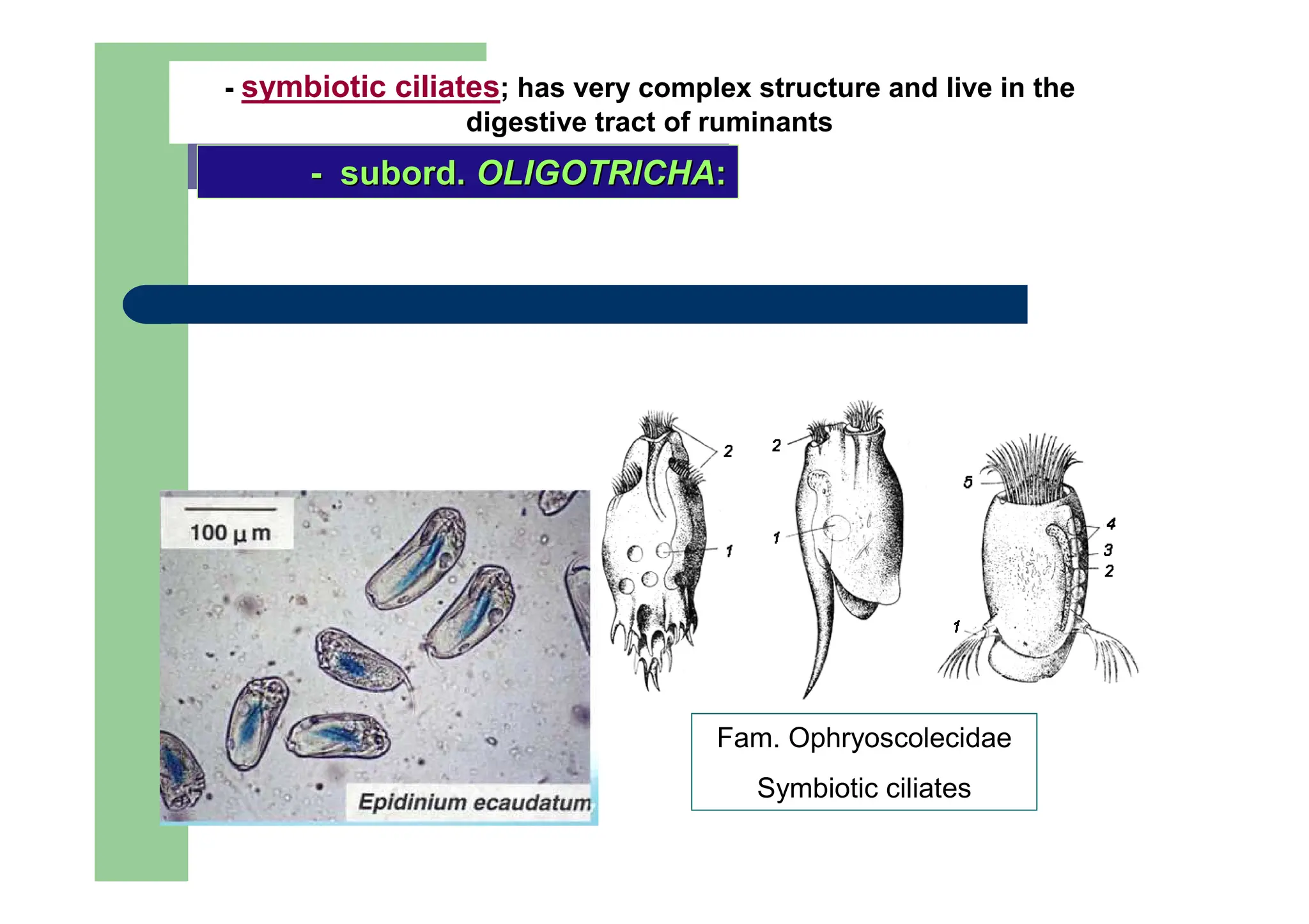 - subord. OLIGOTRICHA:
-
- subord.
subord. OLIGOTRICHA
OLIGOTRICHA:
:
- symbiotic ciliates; has very complex structure and live in the
digestive tract of ruminants
Fam. Ophryoscolecidae
Symbiotic ciliates
 
