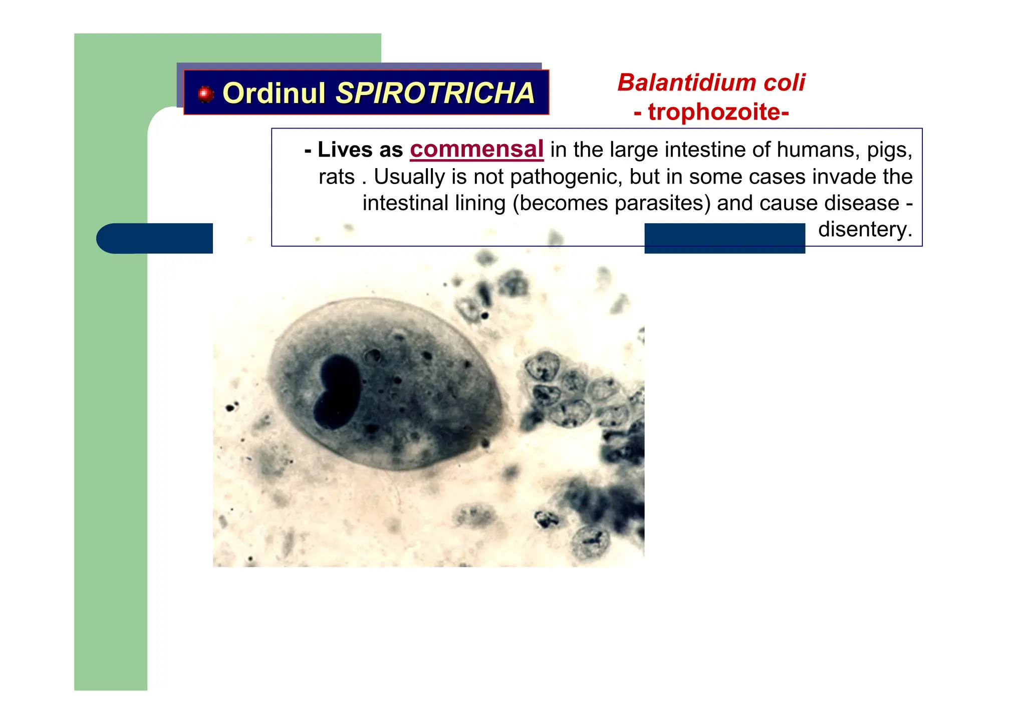 Balantidium coli
- trophozoite-
- Lives as commensal in the large intestine of humans, pigs,
rats . Usually is not pathogenic, but in some cases invade the
intestinal lining (becomes parasites) and cause disease -
disentery.
Ordinul SPIROTRICHA
Ordinul
Ordinul SPIROTRICHA
SPIROTRICHA
 