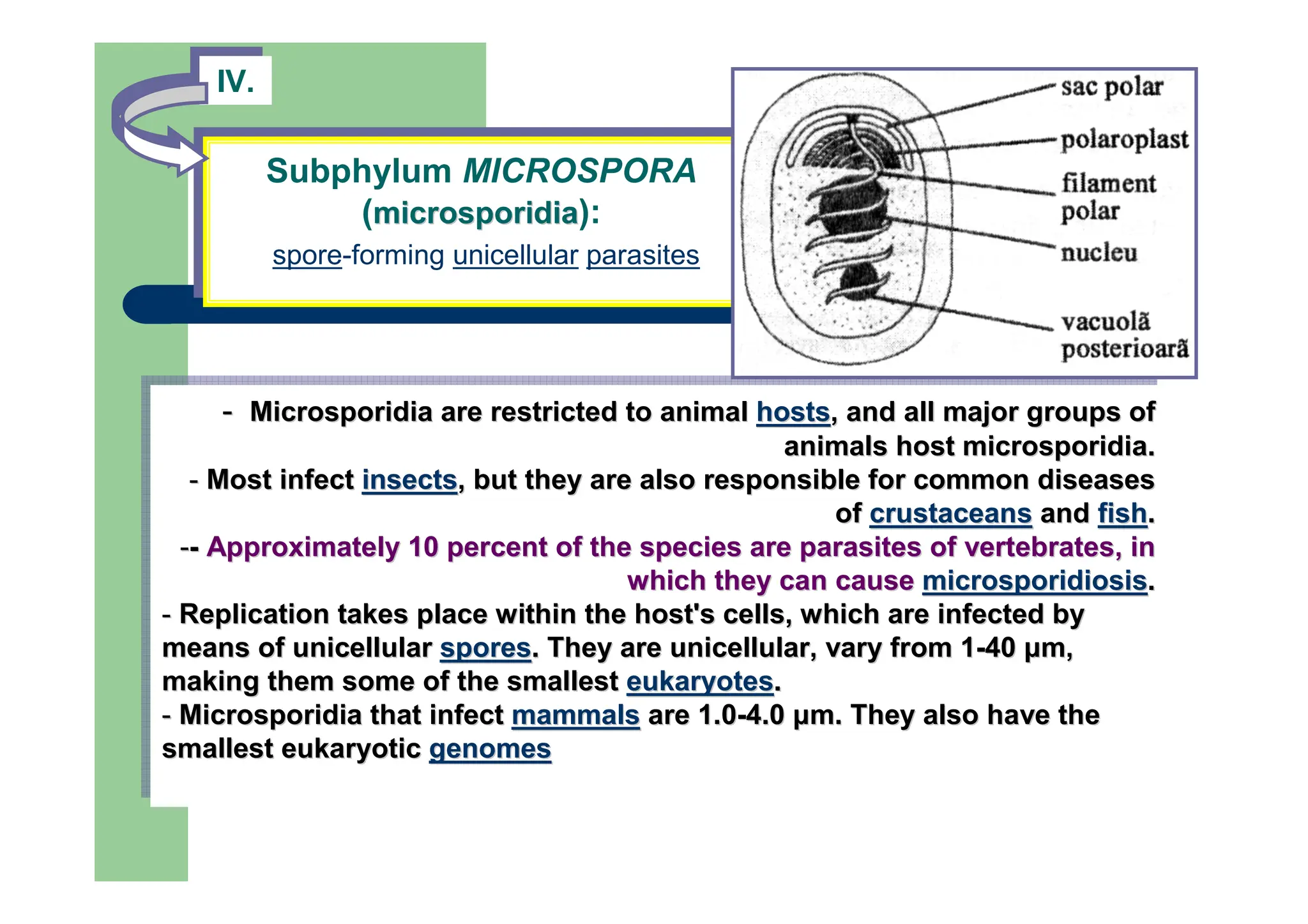 Subphylum MICROSPORA
(microsporidia):
spore-forming unicellular parasites
Subphylum MICROSPORA
(mi
micr
crosporidi
osporidia
a):
spore-forming unicellular parasites
IV.
IV.
- Microsporidia are restricted to animal hosts, and all major groups of
animals host microsporidia.
- Most infect insects, but they are also responsible for common diseases
of crustaceans and fish.
-- Approximately 10 percent of the species are parasites of vertebrates, in
which they can cause microsporidiosis.
- Replication takes place within the host's cells, which are infected by
means of unicellular spores. They are unicellular, vary from 1-40 µm,
making them some of the smallest eukaryotes.
- Microsporidia that infect mammals are 1.0-4.0 µm. They also have the
smallest eukaryotic genomes
-
- Microsporidia
Microsporidia are restricted to animal
are restricted to animal hosts
hosts, and all major groups of
, and all major groups of
animals host
animals host microsporidia
microsporidia.
.
-
- Most infect
Most infect insects
insects, but they are also responsible for common diseases
, but they are also responsible for common diseases
of
of crustaceans
crustaceans and
and fish
fish.
.
-
--
- Approximately 10 percent of the species are parasites of vertebr
Approximately 10 percent of the species are parasites of vertebrates, in
ates, in
which they can cause
which they can cause microsporidiosis
microsporidiosis.
.
-
- Replication takes place within the host's cells, which are infe
Replication takes place within the host's cells, which are infected by
cted by
means of unicellular
means of unicellular spores
spores. They are unicellular, vary from 1
. They are unicellular, vary from 1-
-40
40 µ
µm
m,
,
making them some of the smallest
making them some of the smallest eukaryotes
eukaryotes.
.
-
- Microsporidia
Microsporidia that infect
that infect mammals
mammals are 1.0
are 1.0-
-4.0
4.0 µ
µm
m. They also have the
. They also have the
smallest eukaryotic
smallest eukaryotic genomes
genomes
,
,
 